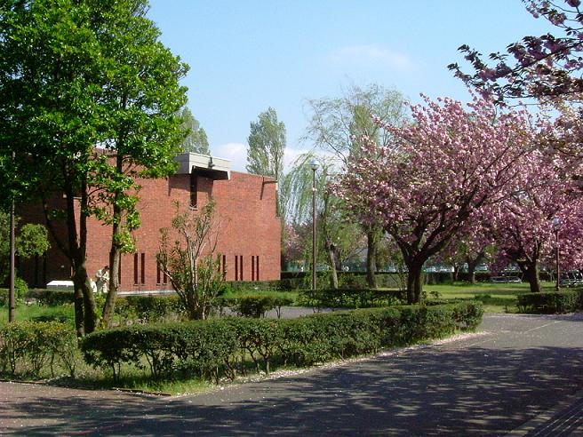 library & cherry blossoms (spring)